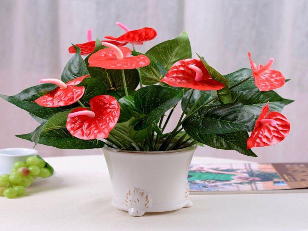 Hoa hồng môn và ý nghĩa tượng trưng