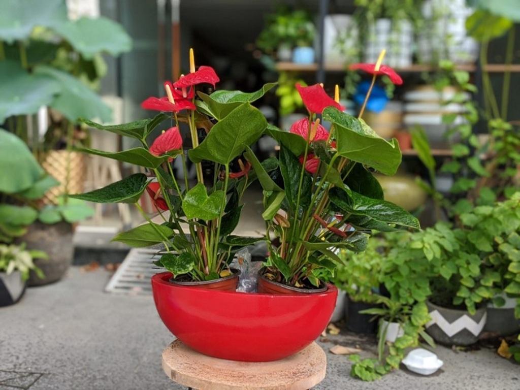 Ý nghĩa hoa hồng môn đỏ trong tình yêu