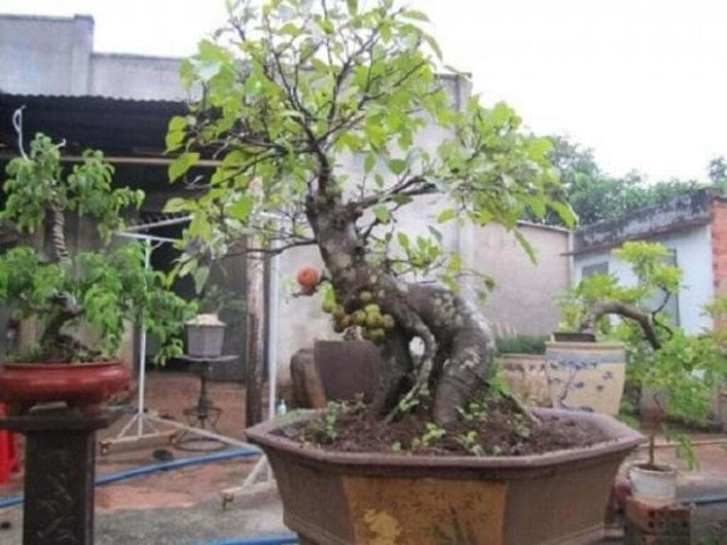 Các loại cây sung bonsai, cây sung cảnh phổ biến