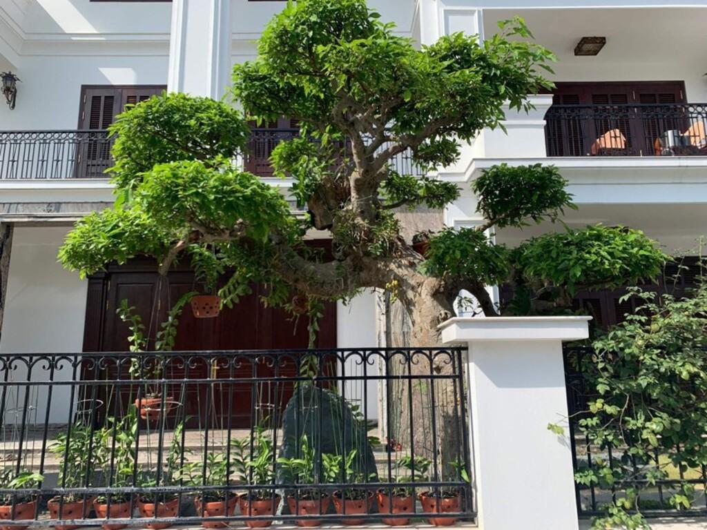 Lời khuyên khi trồng và bày trí để phát huy phong thủy tốt