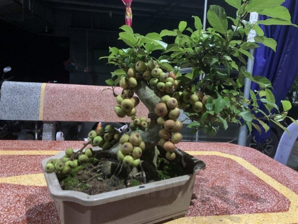 Gợi ý chọn sung bonsai đẹp, cây sung cảnh mini hợp tuổi