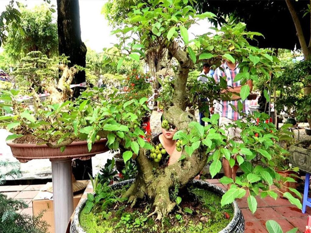 Mẹo chăm sóc cây sung kiểng, cây sung dáng huyền lâu bền