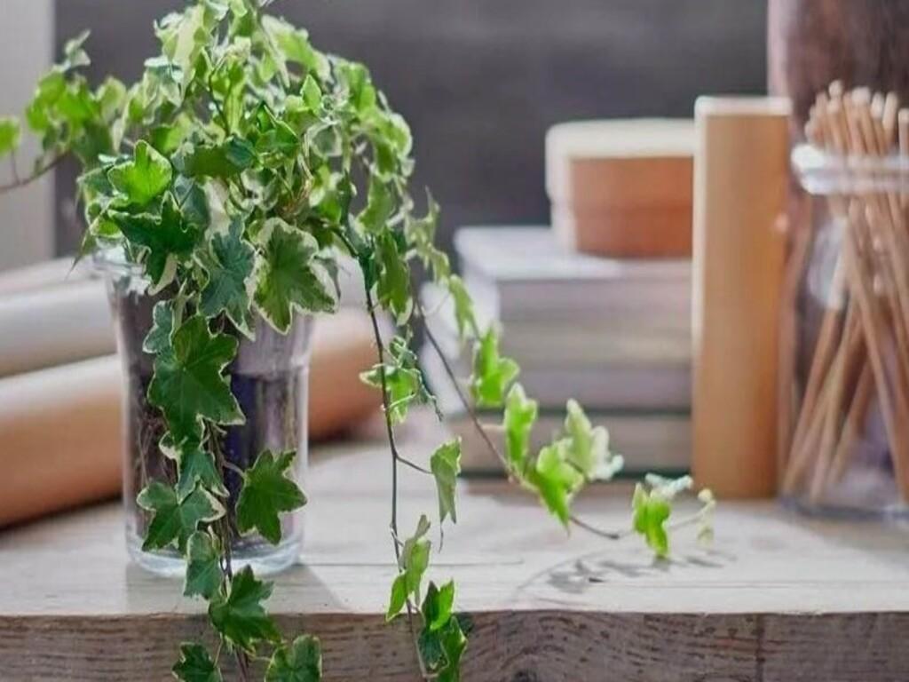 Giải đáp: cây thường xuân là cây gì, cây thường xuân có tác dụng gì