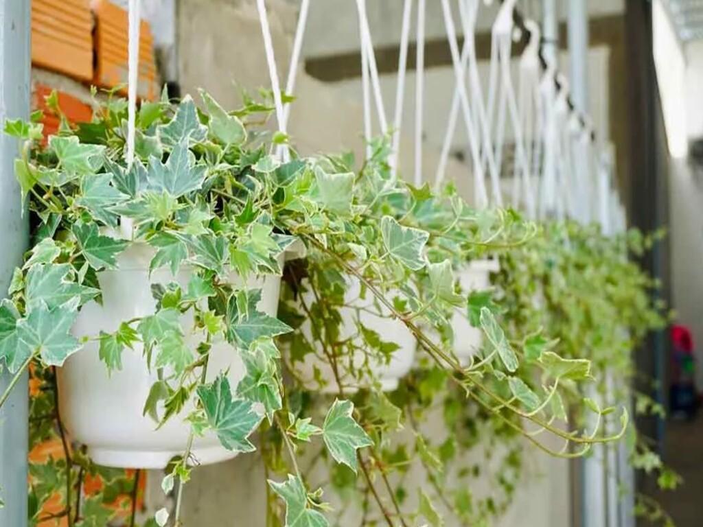 Ứng dụng trang trí từ dây thường xuân trong nhà