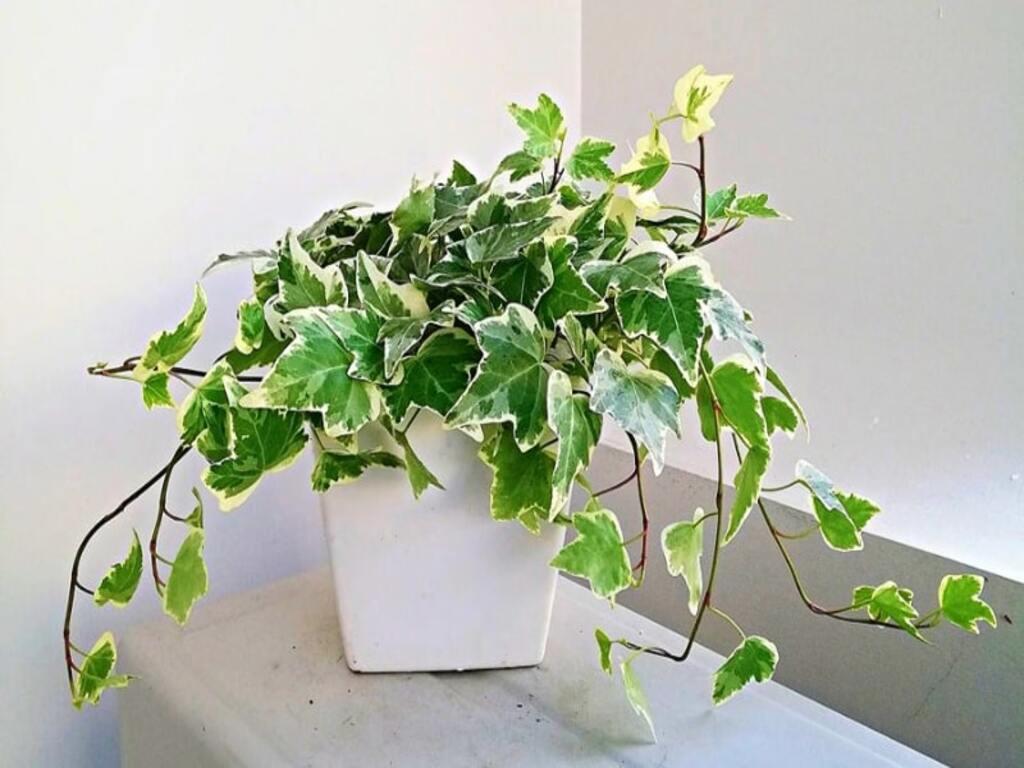 Khám phá cây thường xuân ý nghĩa trong đời sống