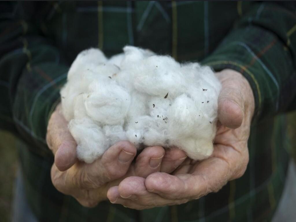 Giới thiệu khái niệm: Cellulose là gì?