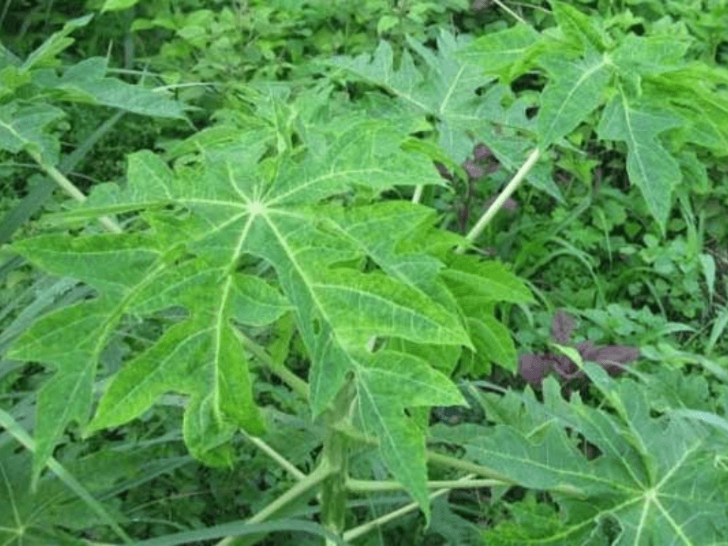 on-dinh-duong-huyet-va-huyet-ap-neu-dung-thuong-xuyen