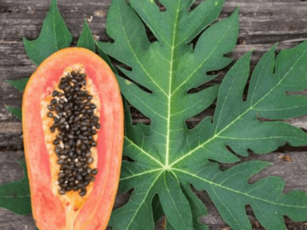 la-du-du-xao-toi-co-tac-dung-gi