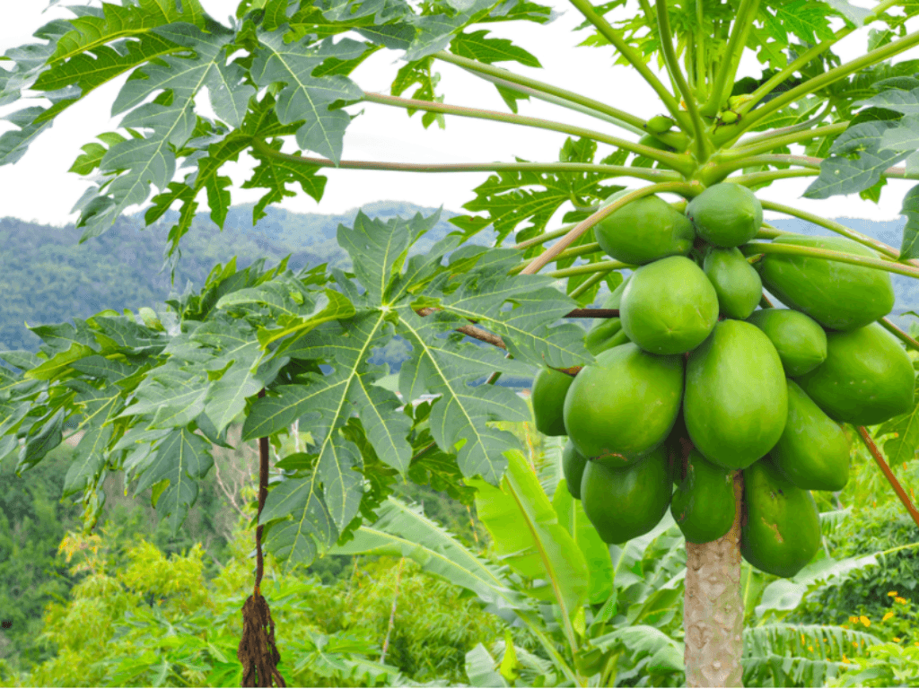 cach-nau-la-du-du-chua-benh-voi-toi