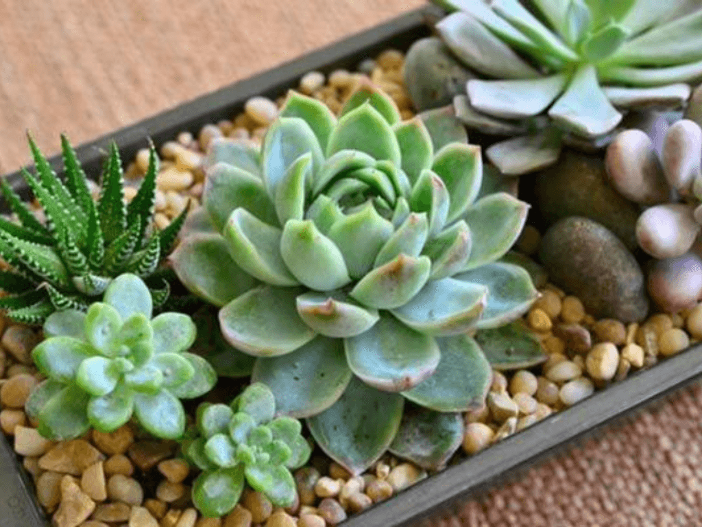 vi-sao-sen-da-lai-la-lieu-thuoc-tinh-than-cho-ban-lam-viec