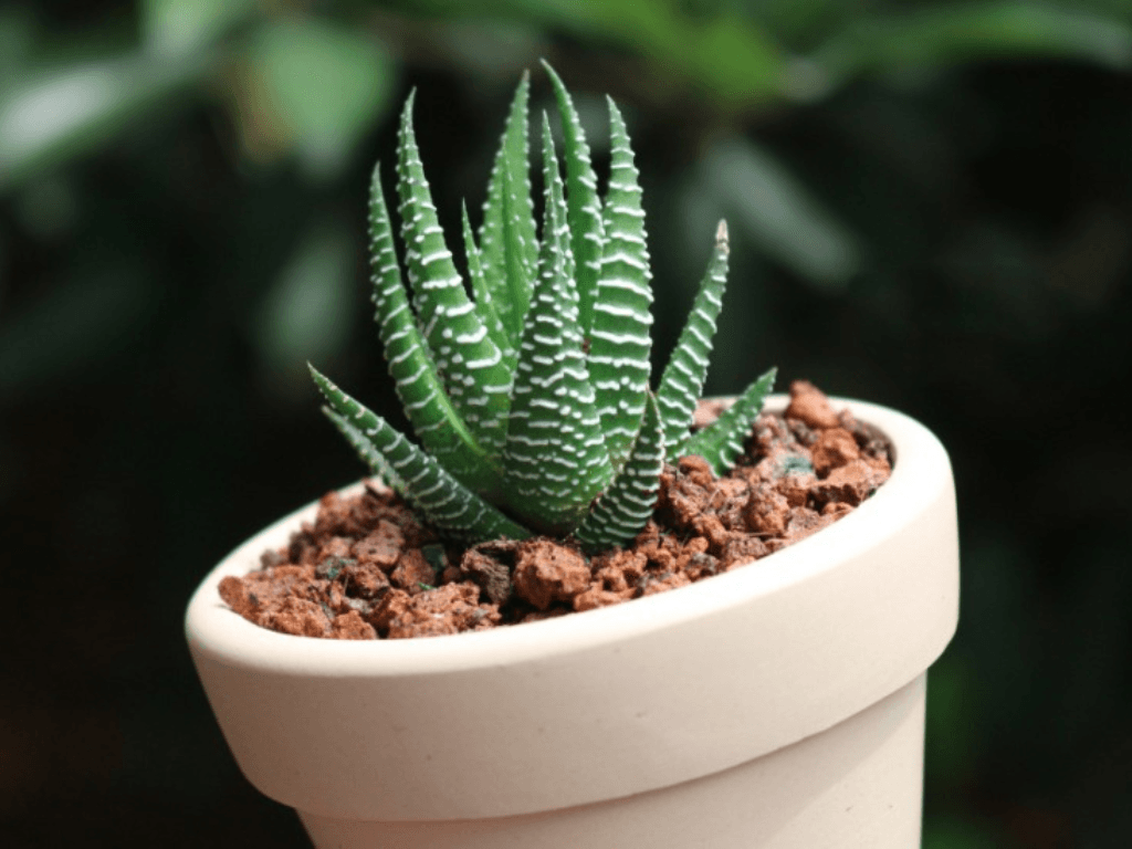 cach-trong-sen-da-trong-nha-don-gian-ma-hieu-qua-lau-dai