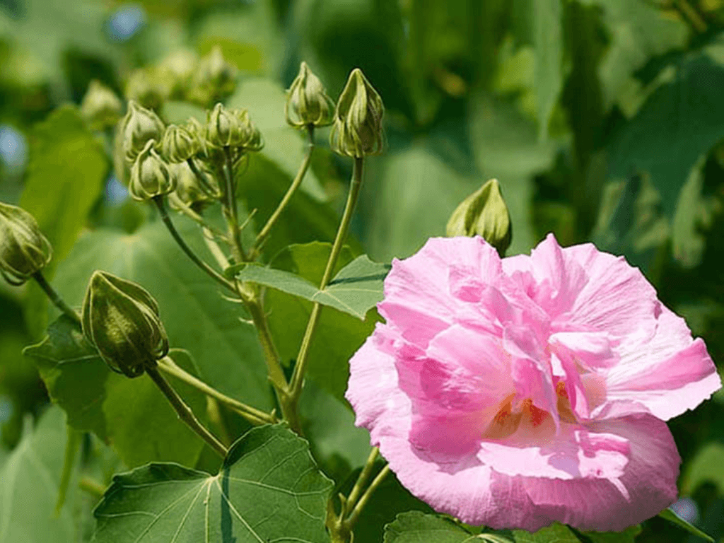 y-nghia-cua-hoa-phu-dung-trong-phong-thuy-va-dan-gian