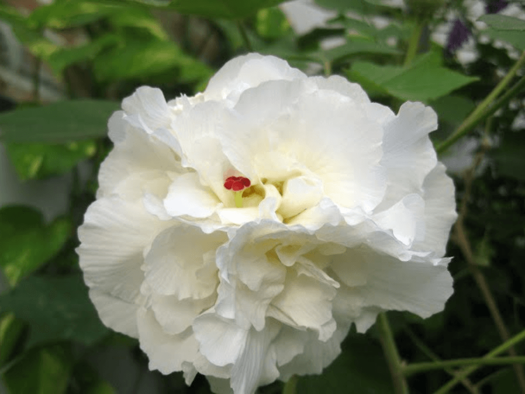 dac-diem-noi-bat-cua-hoa-phu-dung