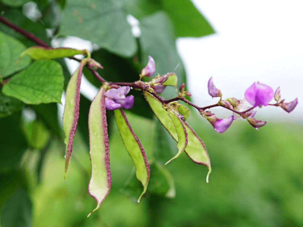 goc-nhin-tay-y-dau-van-thuc-pham-giau-dinh-duong-tot-cho-suc-khoe-tong-the