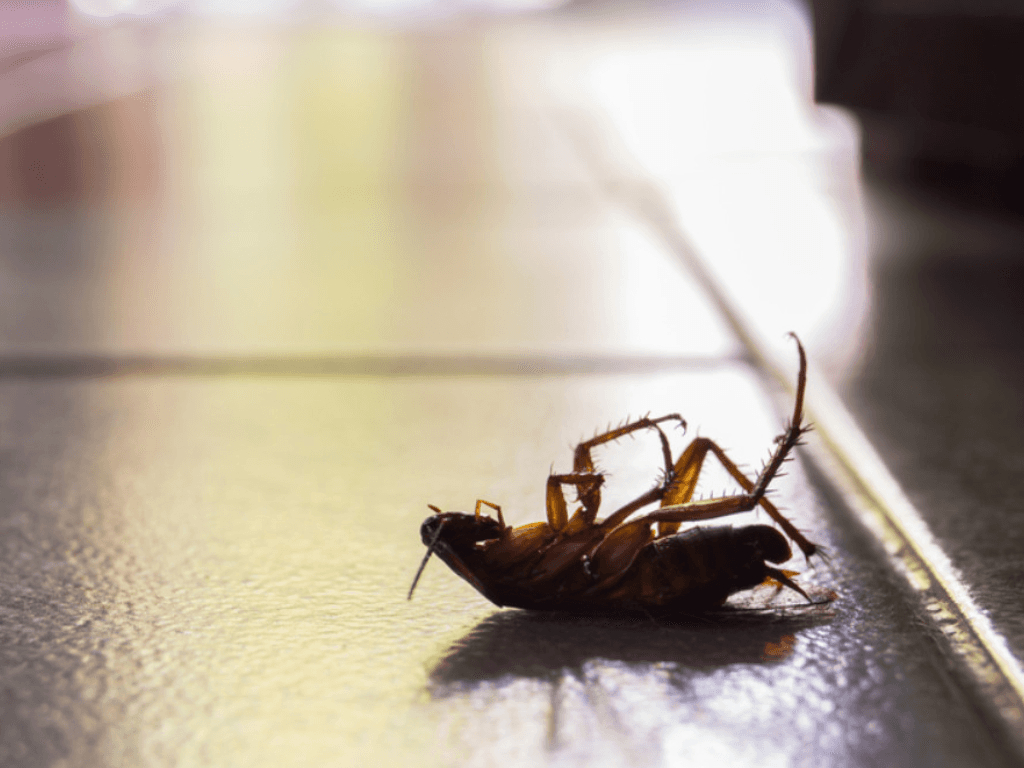 vi-sao-gian-va-kien-luon-la-ac-mong-trong-can-bep