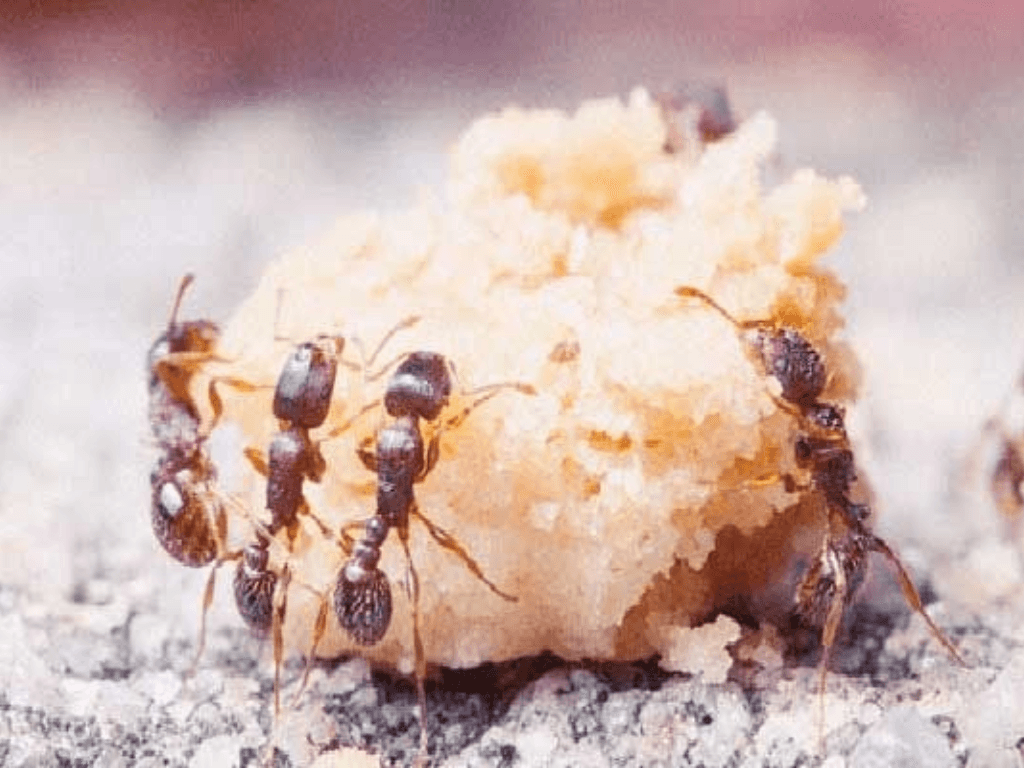 mot-so-meo-ngan-con-trung-quay-lai-sau-khi-diet