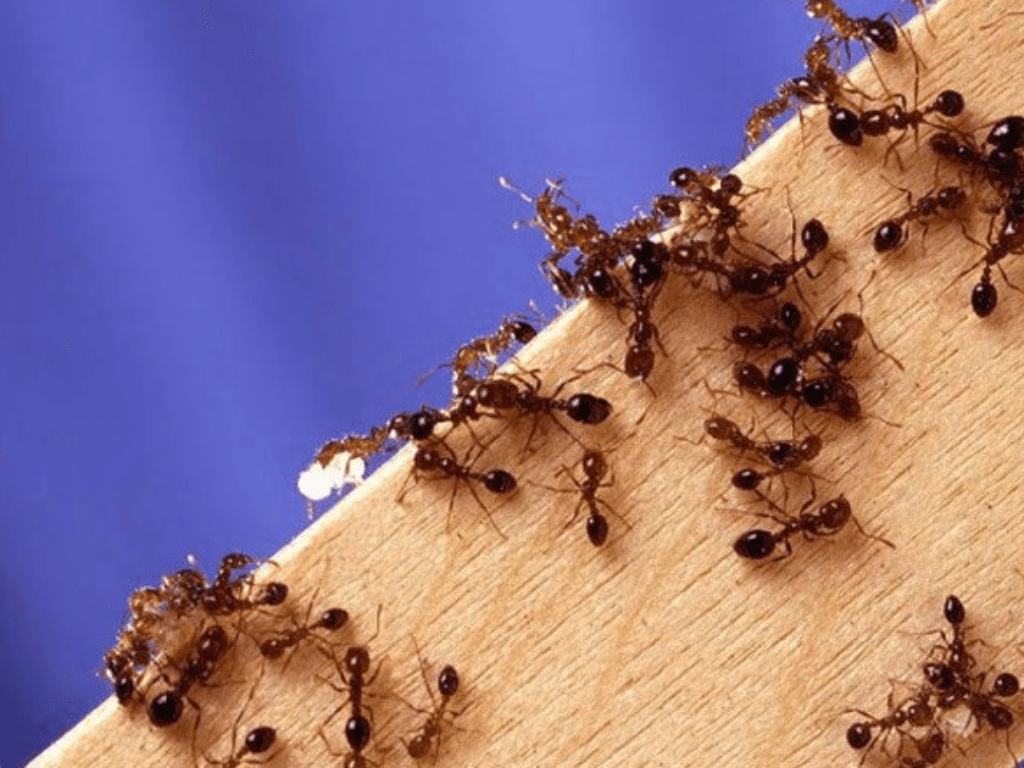 gioi-thieu-bo-ba-quyen-luc-giam-chanh-baking-soda