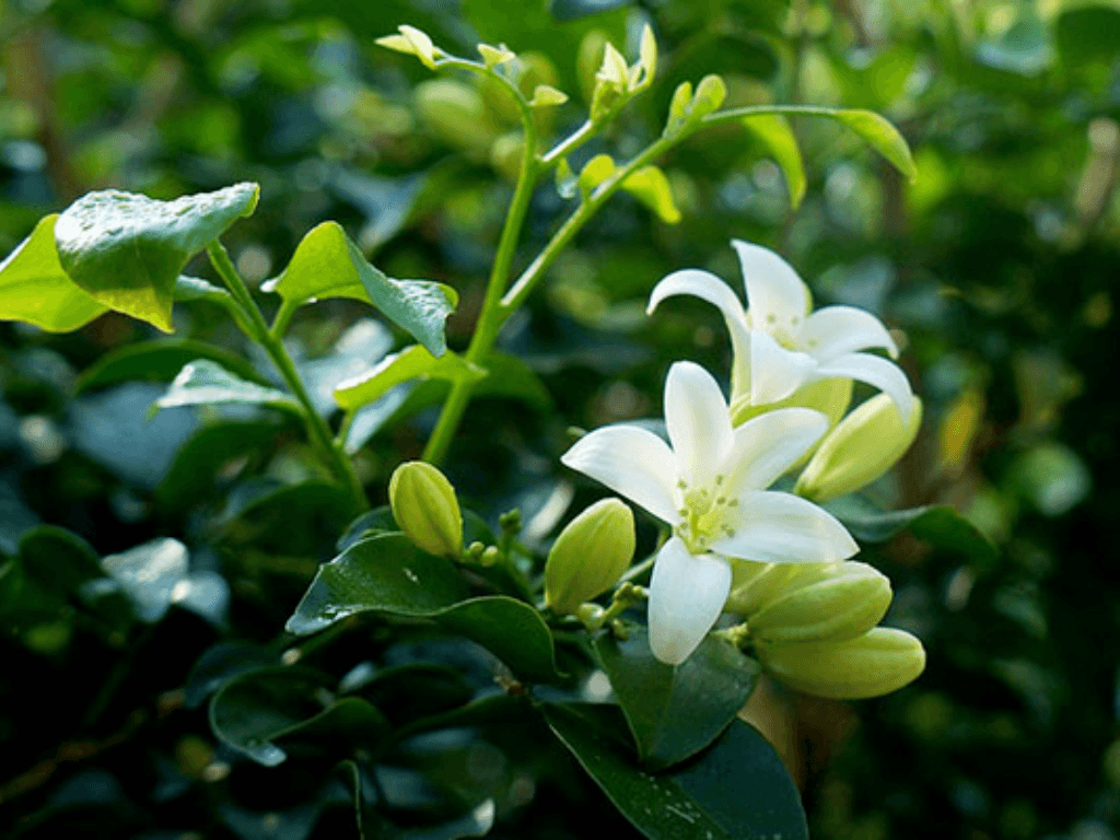 nguon-goc-va-dac-diem-cua-cay-nguyet-que