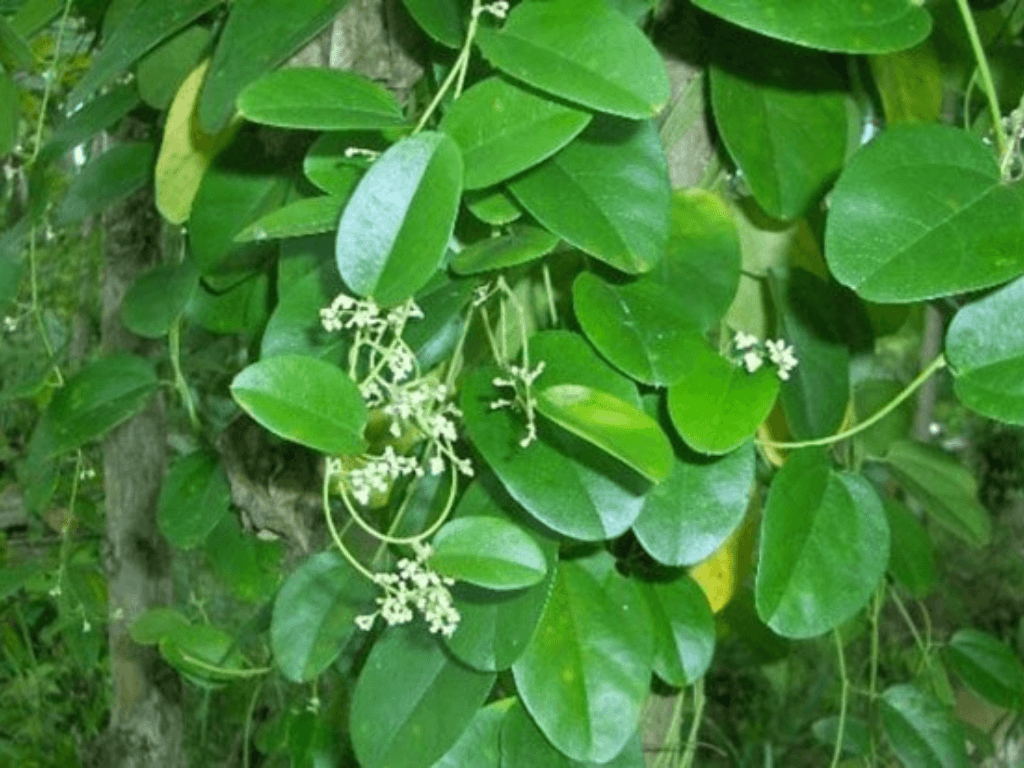 la-suong-sam-la-dac-san-moc-mac-gan-lien-voi-tuoi-tho