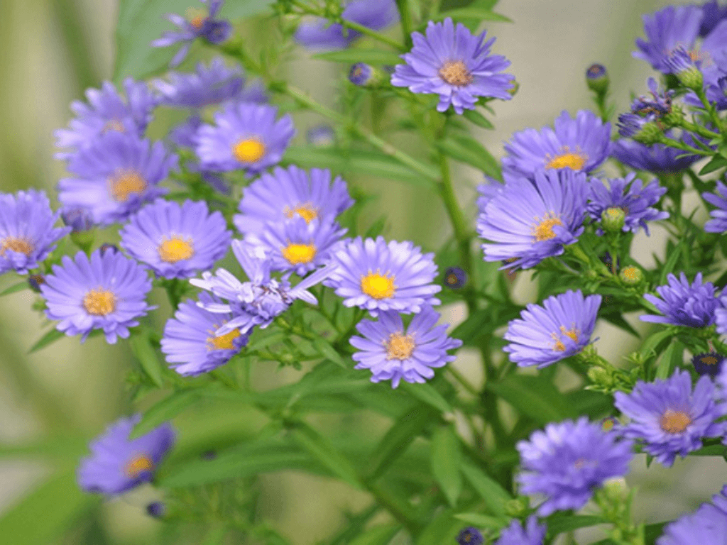 hoa-thach-thao-co-y-nghia-gi-trong-tinh-yeu-va-cam-xuc