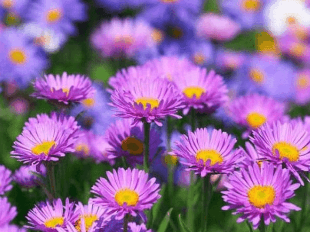 hoa-thach-thao-trong-phong-thuy-va-bieu-tuong-doi-song