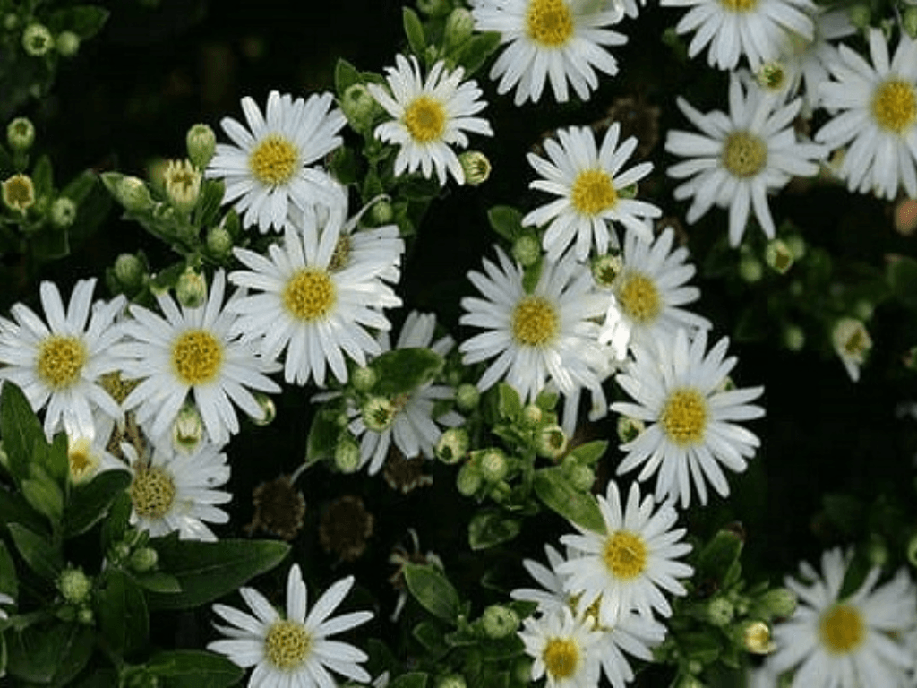 vi-sao-hoa-thach-thao-duoc-goi-la-loai-hoa-cua-nhung-dieu-khong-noi