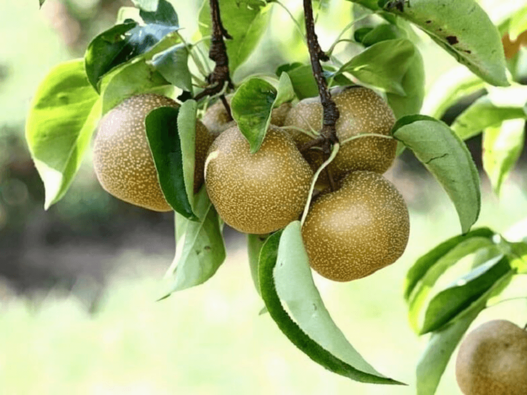 mua-mac-cop-va-cach-lua-chon-bao-quan