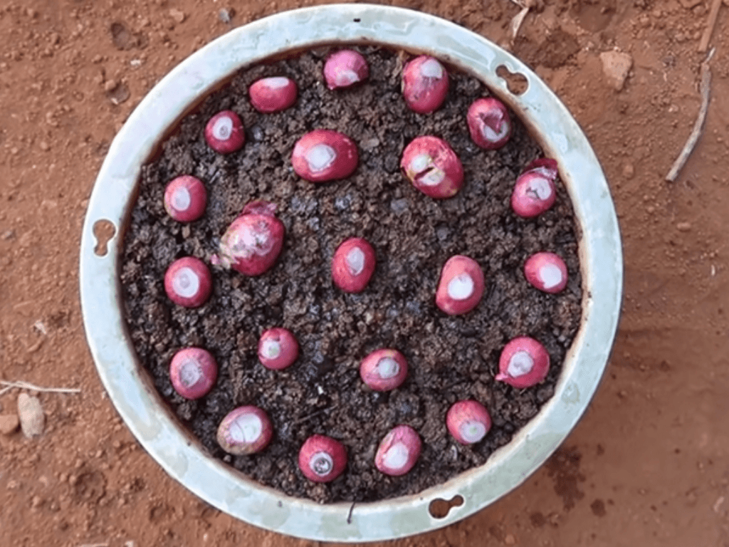 huong-dan-cach-trong-hanh-la-tu-cu-hanh-tim-tai-nha