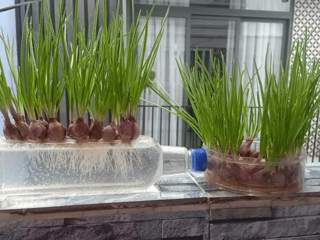 cach-cham-soc-hanh-la-de-luon-tuoi-tot