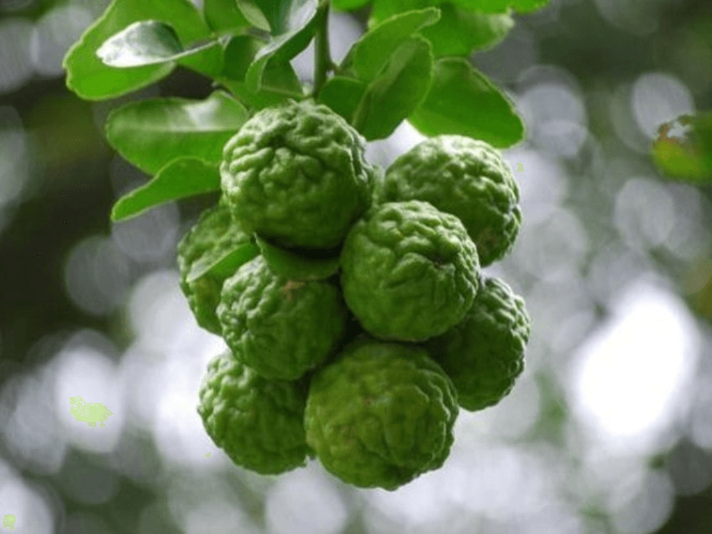 cong-dung-cua-la-chuc-trong-dong-y-thao-duoc-vuon-nha-cho-suc-khoe