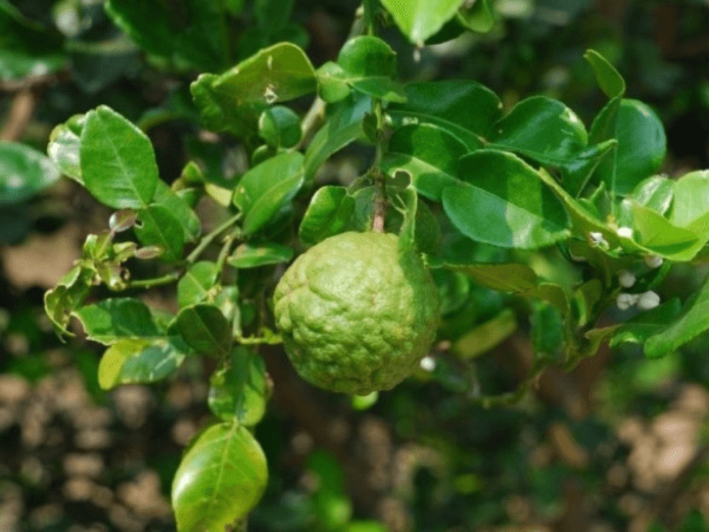 luu-y-khi-dung-la-chuc-dung-dung-bua-bai