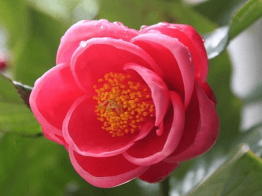 hoa-hai-duong-co-y-nghia-gi-trong-phong-thuy