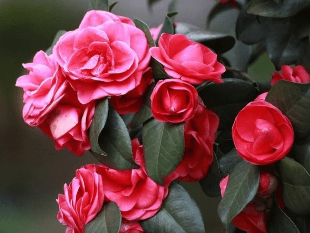 hoa-hai-duong-loai-hoa-do-duyen-do-van-gan-lien-voi-tet-viet