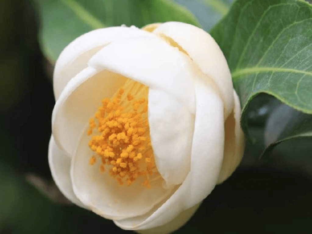 vi-sao-gioi-choi-hoa-yeu-cay-canh-me-dam-hoa-hai-duong