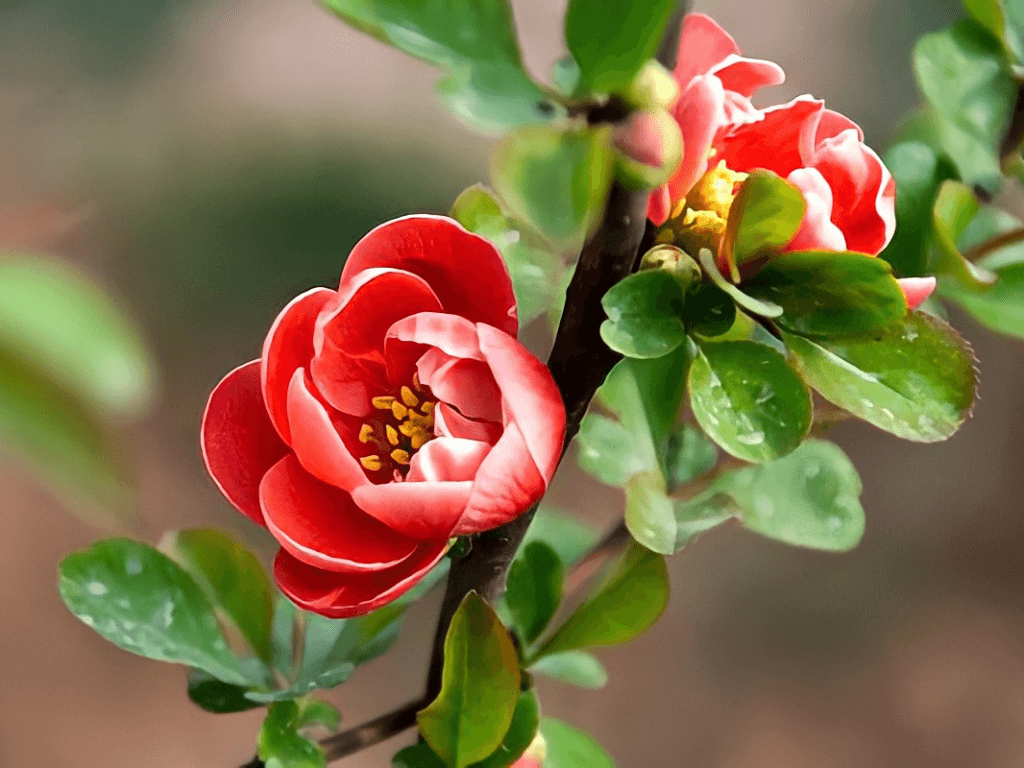 y-nghia-hoa-hai-duong-trong-tinh-cam-va-gia-dao