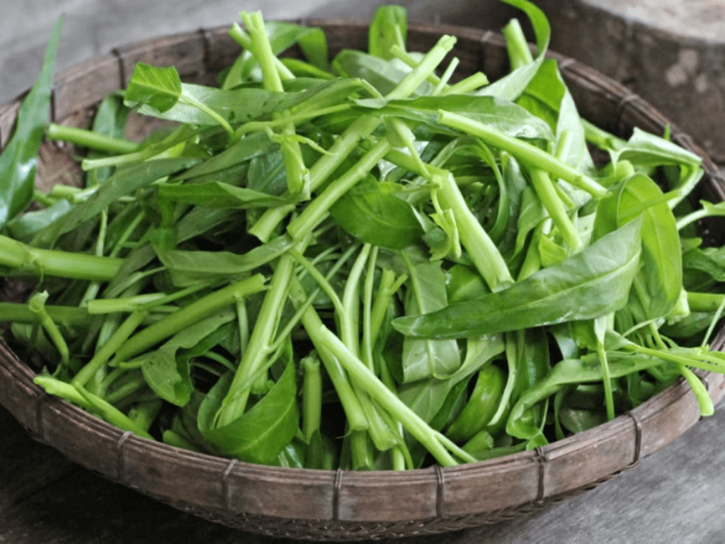 gioi-thieu-tong-quan-ve-rau-muong