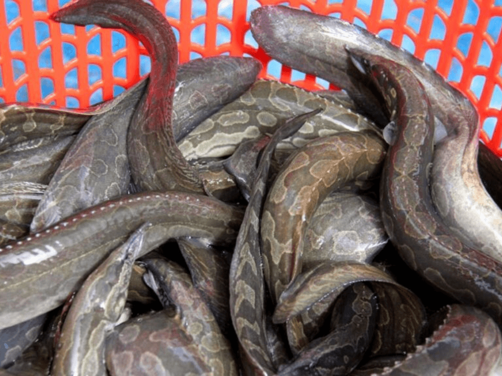 gioi-thieu-ve-ca-chach-va-gia-tri-dinh-duong