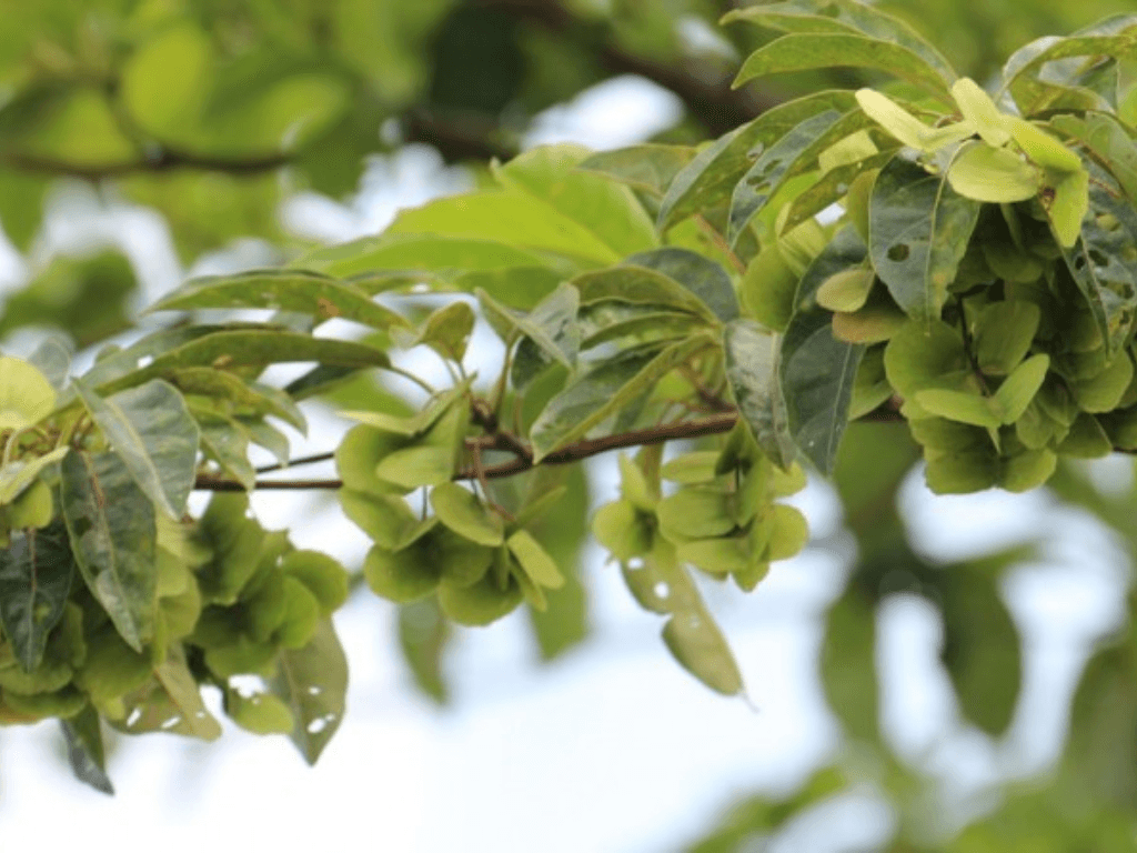 y-nghia-phong-thuy-cua-cay-chieu-lieu