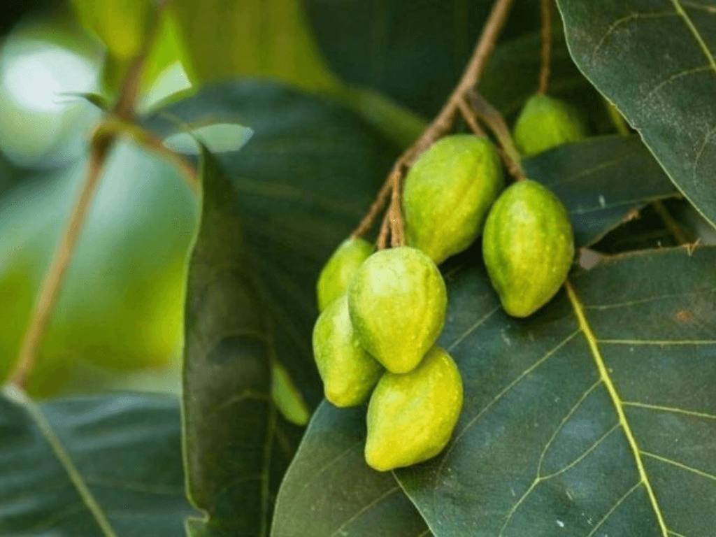 ly-do-cay-chieu-lieu-duoc-xem-la-bau-vat-trong-phong-thuy-san-vuon