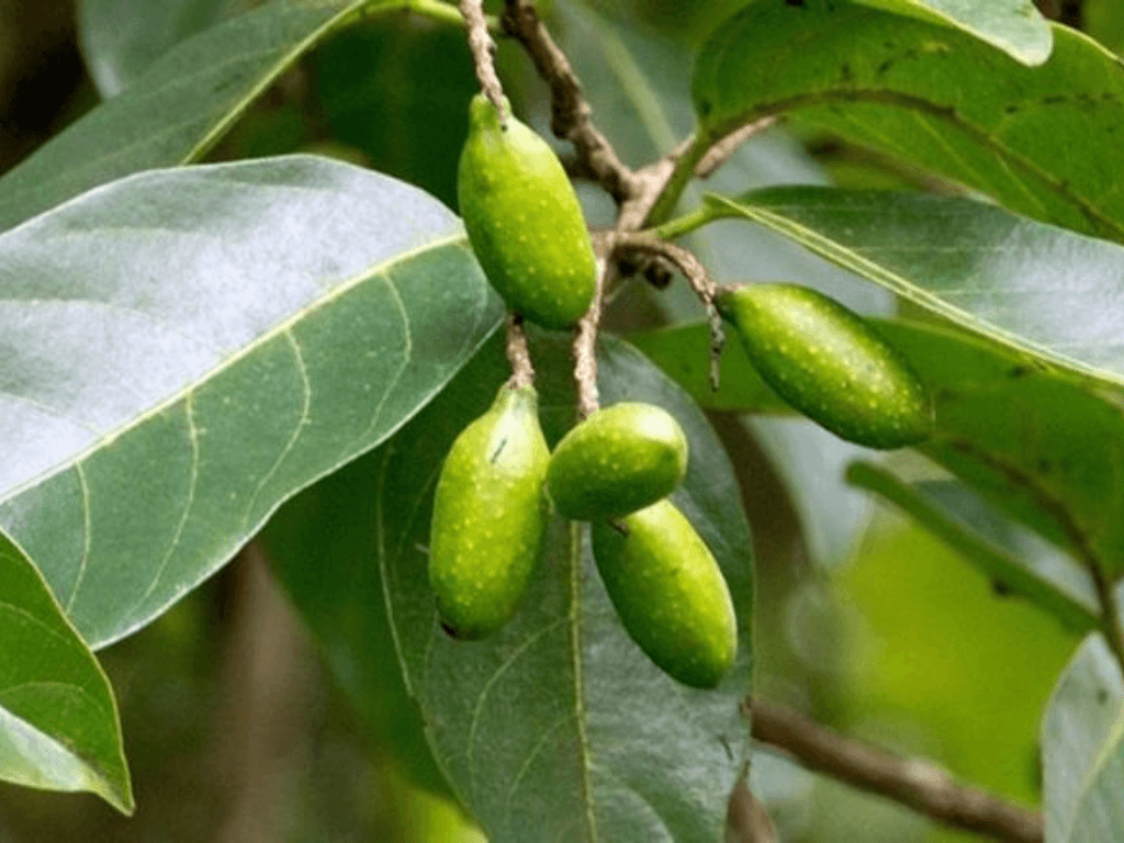 gioi-thieu-ve-cay-chieu-lieu