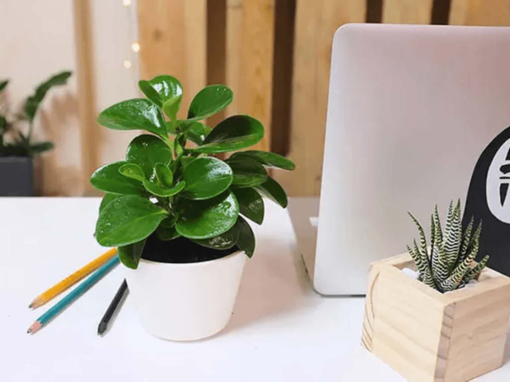 top-5-cay-hop-menh-kim-giup-hut-tai-loc-va-thang-tien