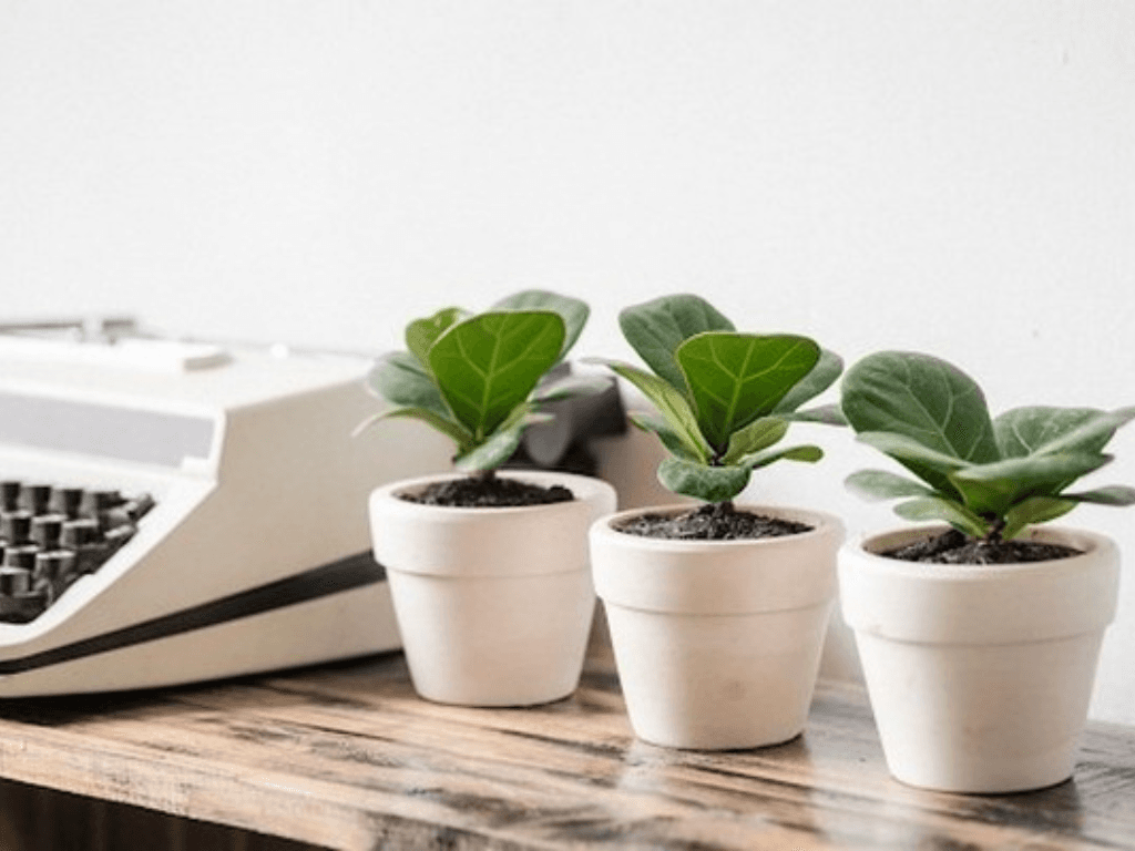 cach-cham-soc-cay-xanh-tren-ban-lam-viec-de-phat-huy-toi-da-phong-thuy