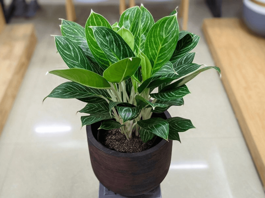 gioi-thieu-ve-menh-kim-trong-phong-thuy