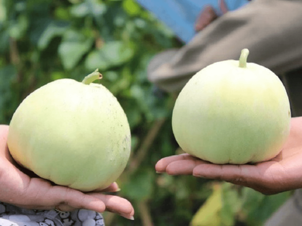 kiem-tra-dua-le-bang-mui-huong-va-do-cung