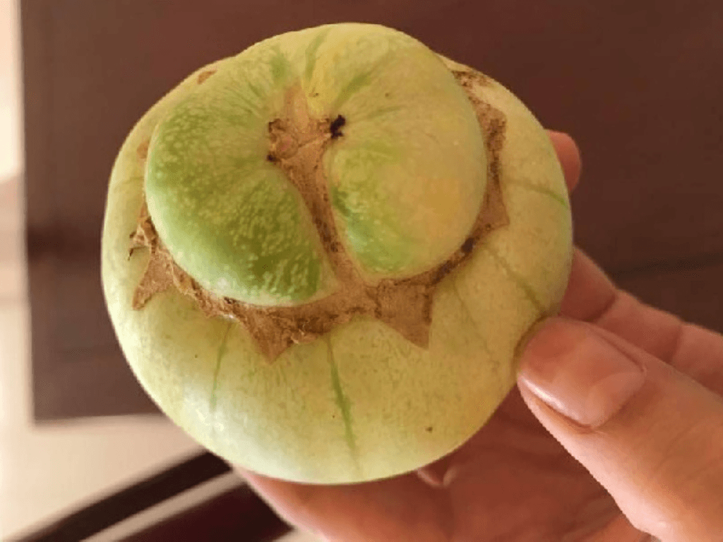 nhan-biet-dua-le-ngon-qua-hinh-dang-va-mau-sac