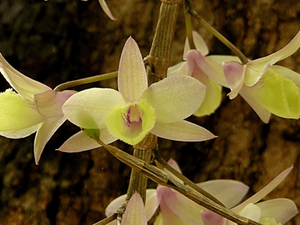 cham-soc-de-hoa-ra-deu-va-dep