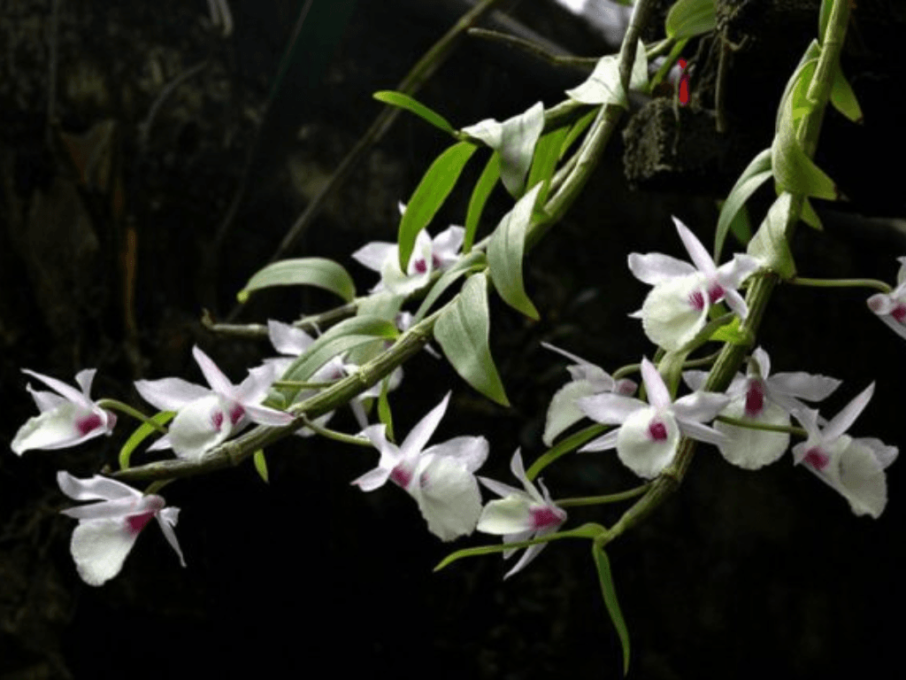 chon-giong-va-gia-the-trong-phu-hop