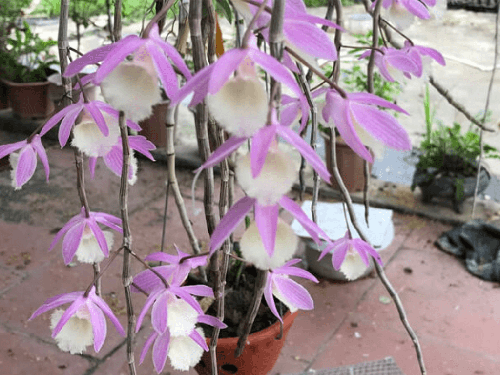 dac-diem-cua-hoa-lan-hac-vy-thien-cung