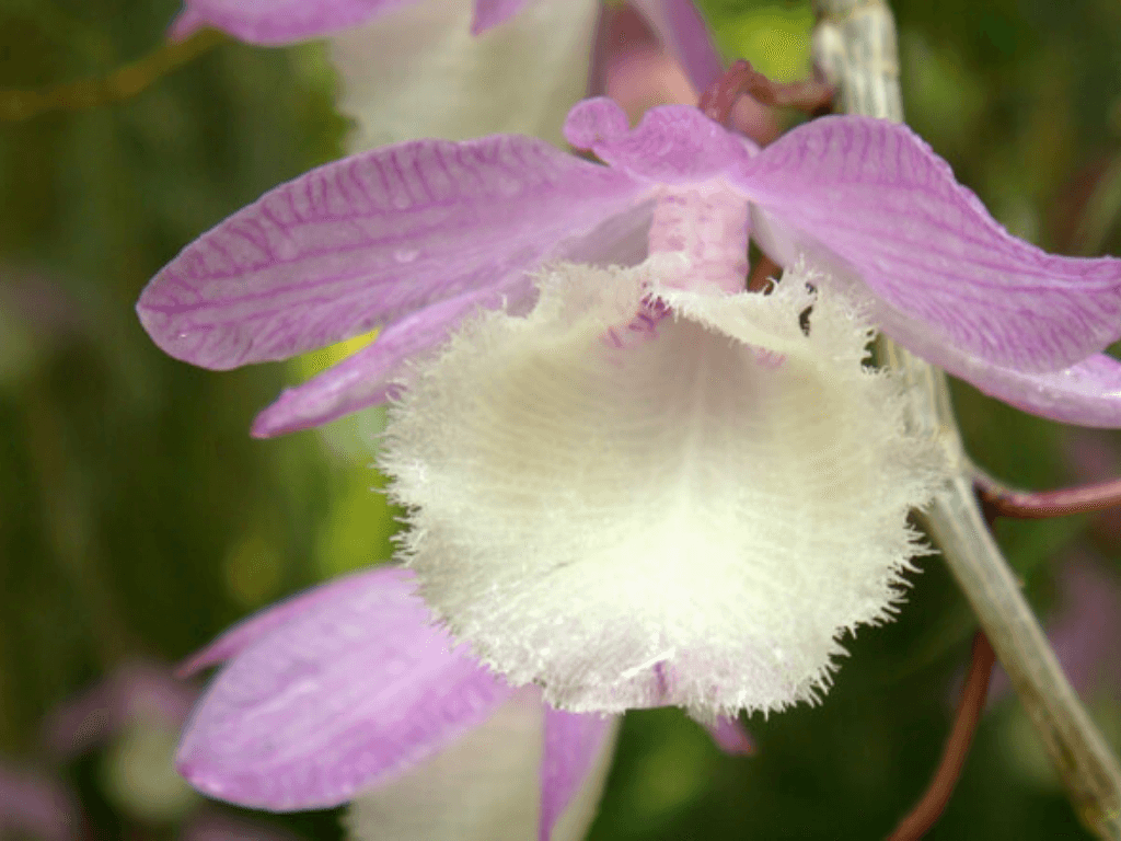 ky-thuat-ghep-va-cham-soc-giai-doan-dau