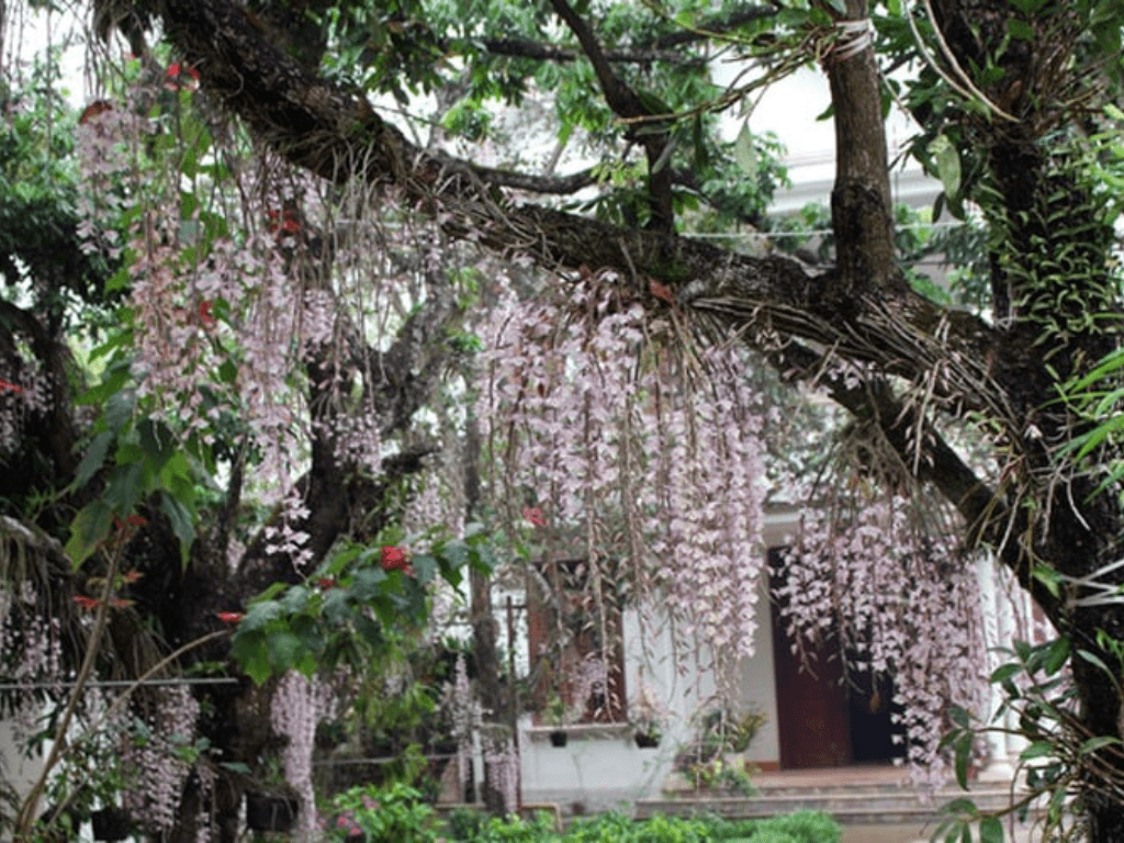 phong-benh-va-duy-tri-thac-hoa-lau-dai